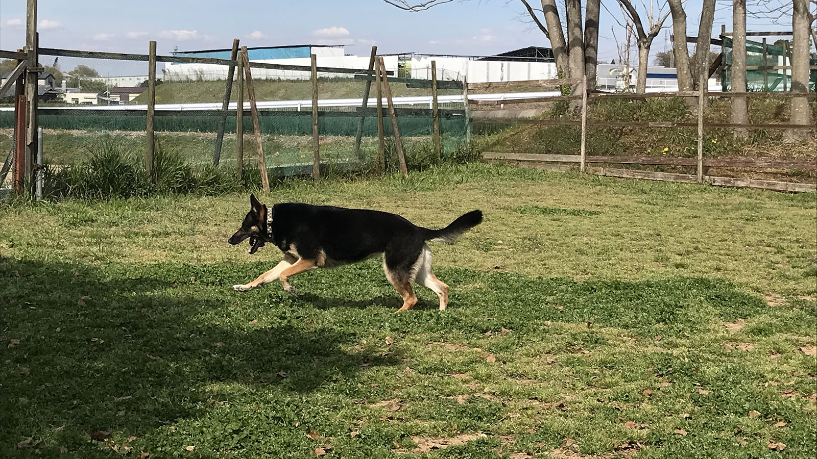 ドッグランとドッグシャワー