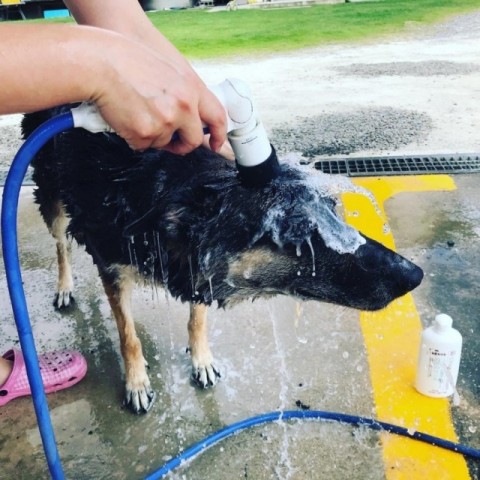 洗車と洗犬と洗子供日和！